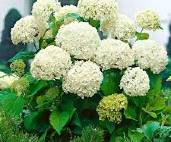 Hydrangea arborescens 'Annabelle'