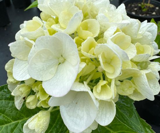 Hydrangea 'Bridal Bouquet'