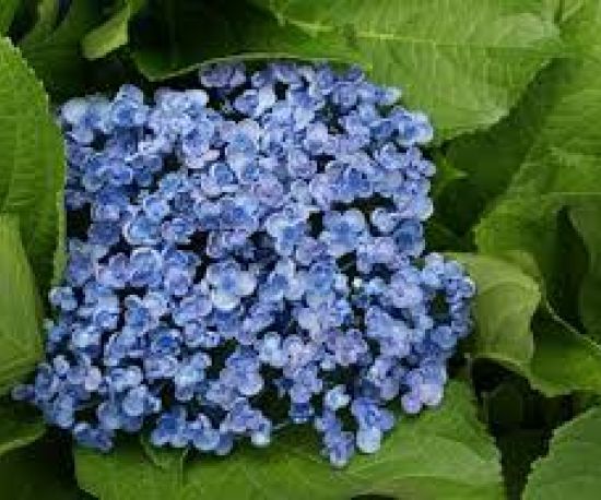 Hydrangea 'Ayesha'