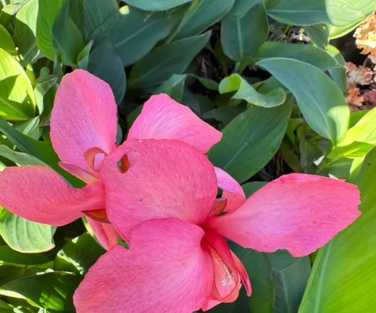 Canna lily