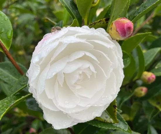 Camellia sasanqua 'Early Pearly'