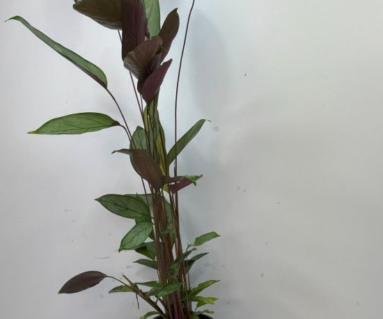 Silver Star Calathea