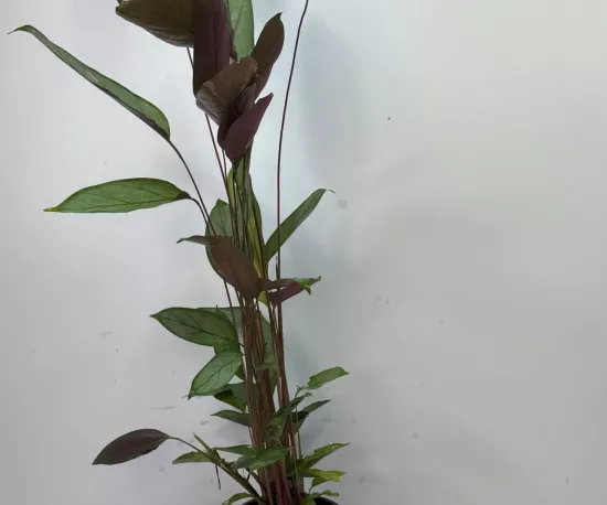 Silver Star Calathea