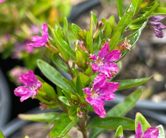 Cuphea hyssopifolia 'Rob's Mauve'