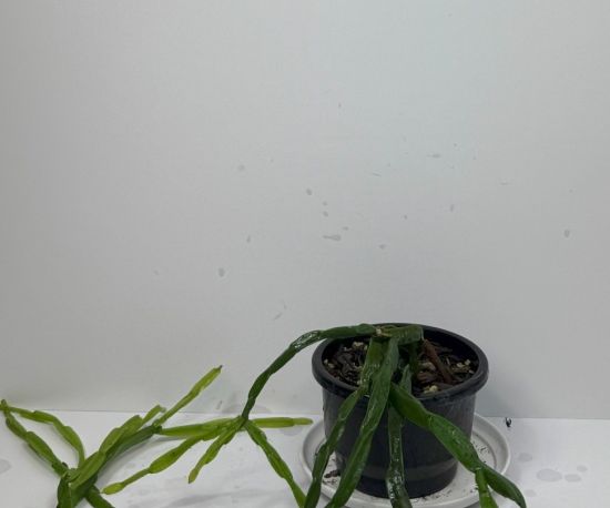 Chain Cactus