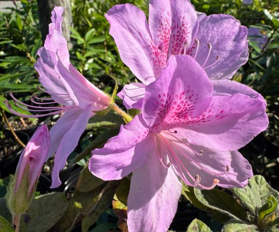 Azalea Praecox