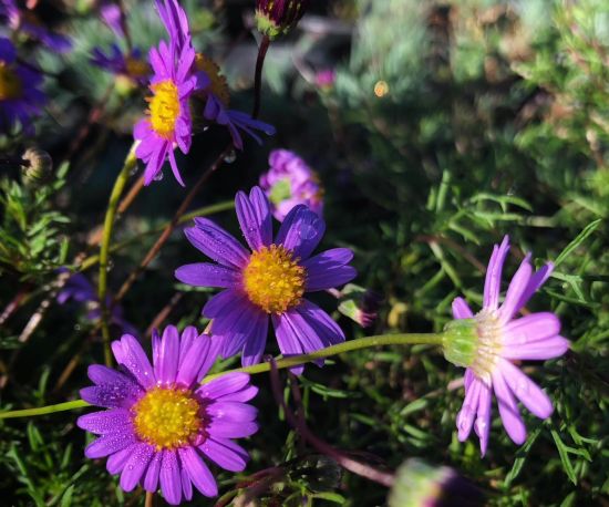 Swan River Daisy