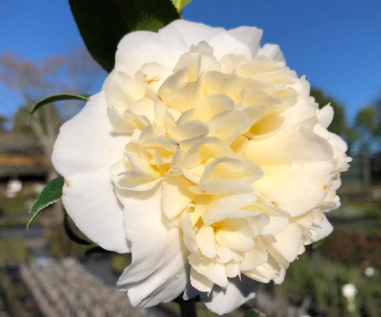 Camellia jap 'Ecclesfield'