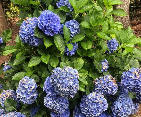 Hydrangea macrophylla 'Blue Wave'