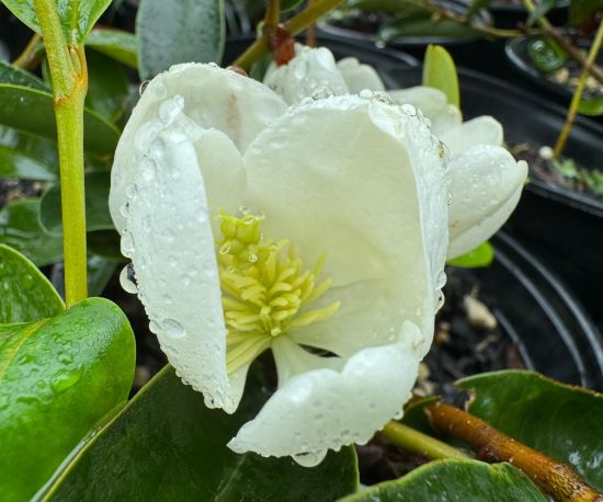 Michelia Yunnanensis