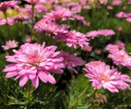 Daisy 'Pink Button'