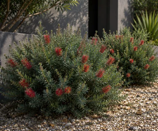 Bottle Brush