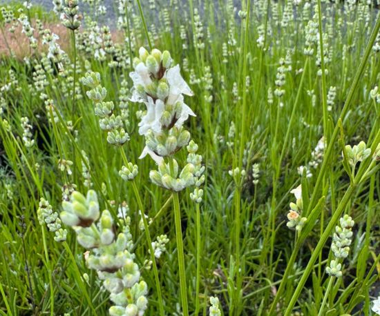 Lavandula angustifolia `Alba'
