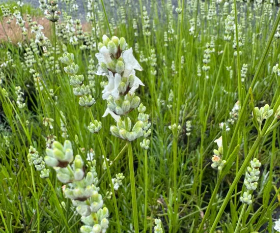 Lavandula angustifolia `Alba'