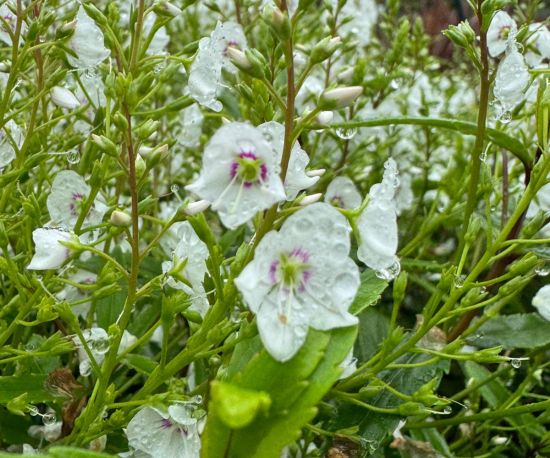 Parahebe Alba