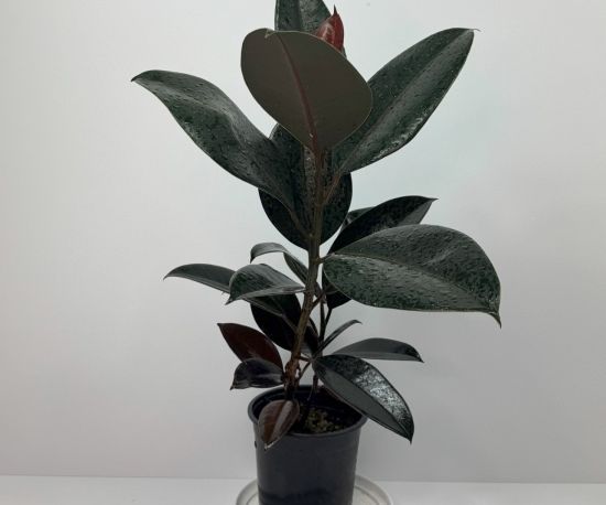 Ficus Black Knight