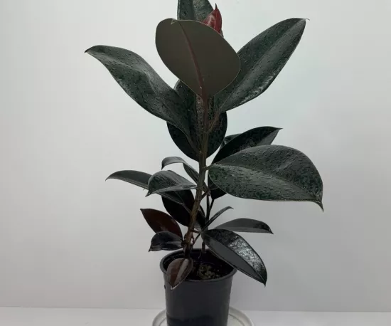 Ficus Black Knight