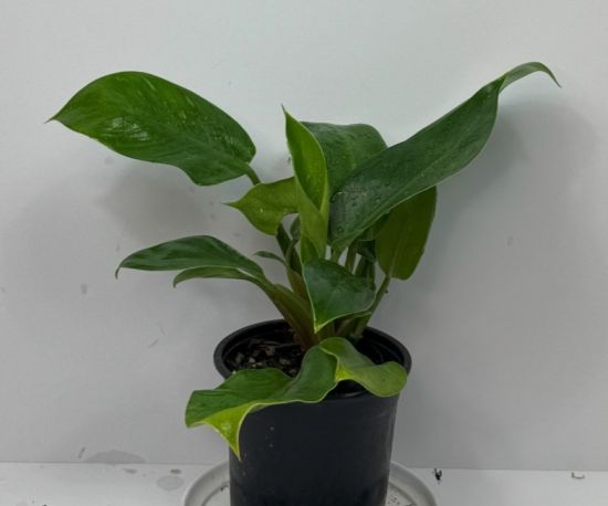 Imperial Green Philodendron