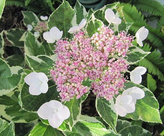 Hydrangea 'Variegata'