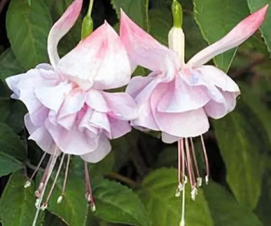 Fuschia 'White Joy'