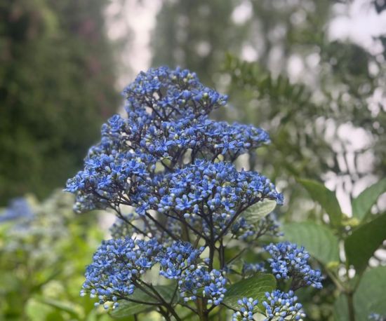 Evergreen Hydrangea