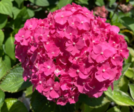 Hydrangea mini 'Pia-Mia'