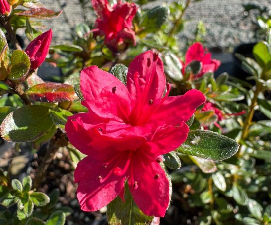 Azalea Hino Crimson