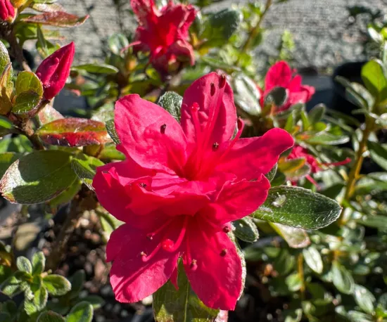 Azalea Hino Crimson