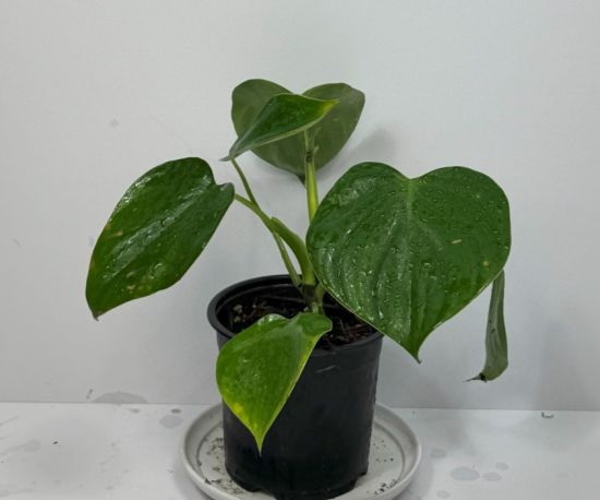 Heartleaf Philodendron