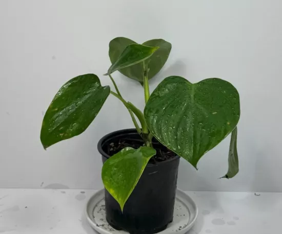 Heartleaf Philodendron