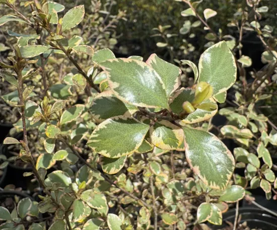Pittosporum 'Silver Magic'