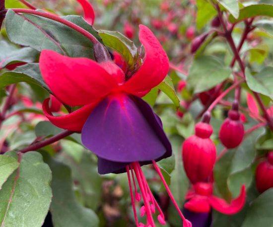 Fuchsia 'Black Prince'