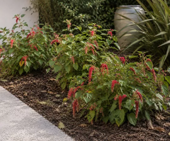 Acalypha Hispida