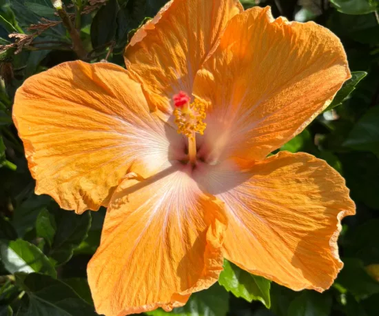Hibiscus 'Fiji Orange'