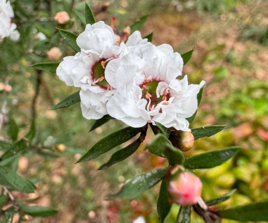 Tea Tree / Manuka