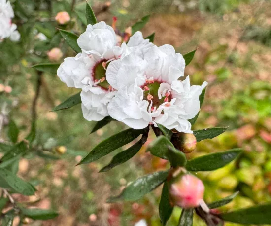 Tea Tree / Manuka