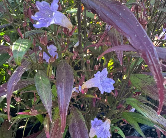 Goldfussia