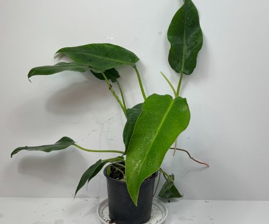 Philodendron erubescens