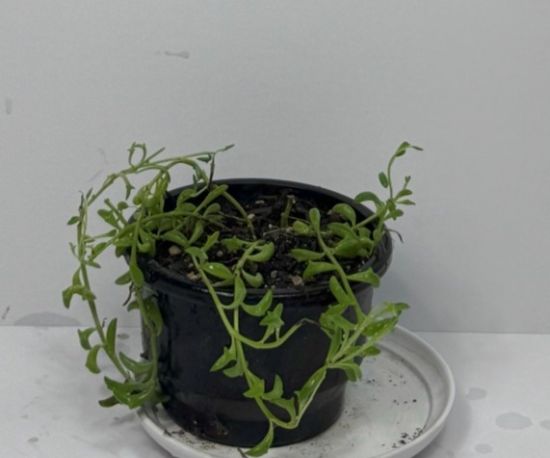 String of Dolphins