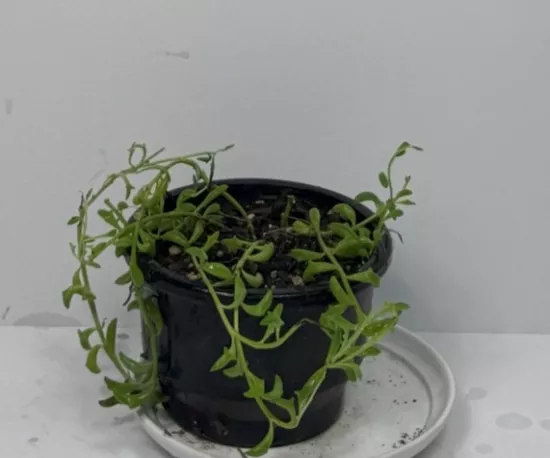 String of Dolphins