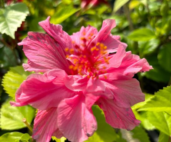 Hibiscus 'Fiji Double Pink'