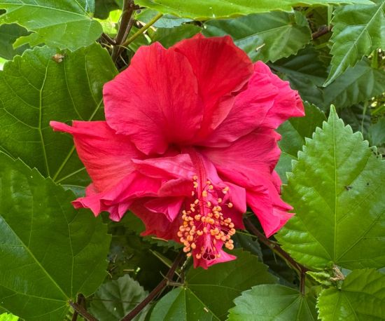 Hibiscus 'Fijian Double Red'