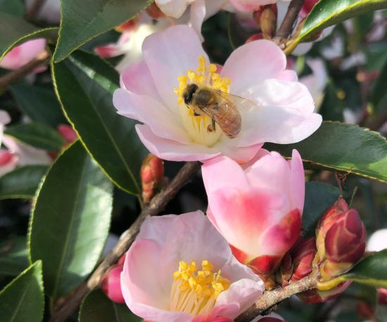 Camellia 'Fairy Blush'