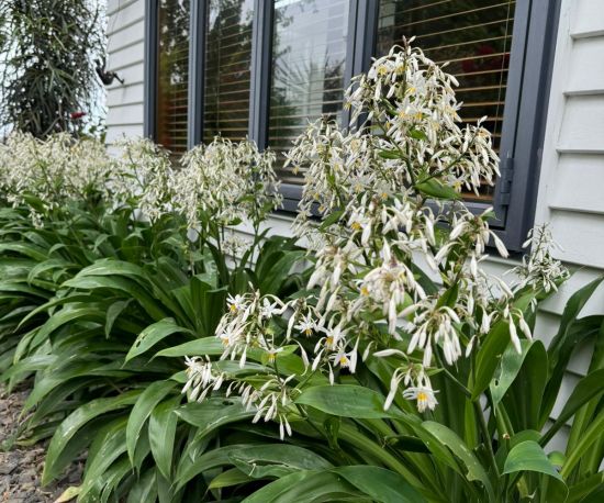 Renga Lily