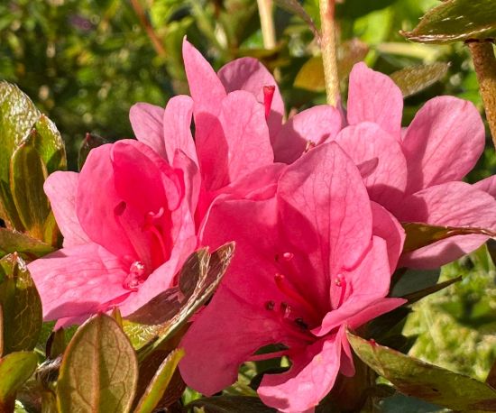 Azalea japonica 'Kirin'