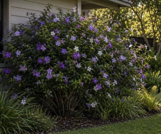 Brunfelsia Australis