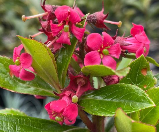 Escallonia 'Red Knight'