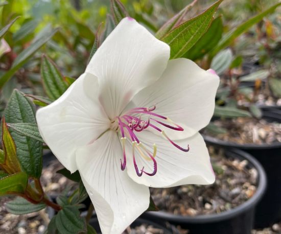 Tibouchina 'Peace Baby'