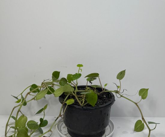 Peperomia Scandens