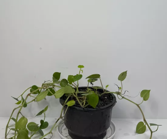 Peperomia Scandens